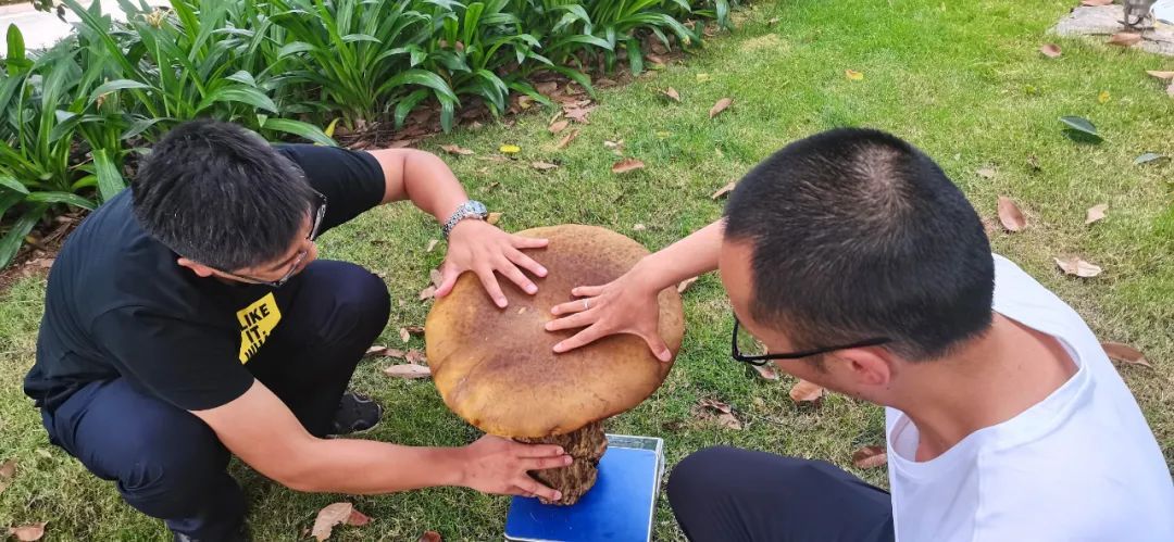 牛肝菌|奇了！还是那个公安局！又双叒长出一朵巨型牛肝菌 ，重4.2公斤