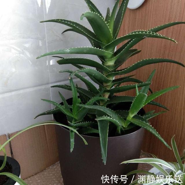 秋季|芦荟长爆盆了怎么办简单1个技巧,一盆养出20盆,侧芽多成老桩