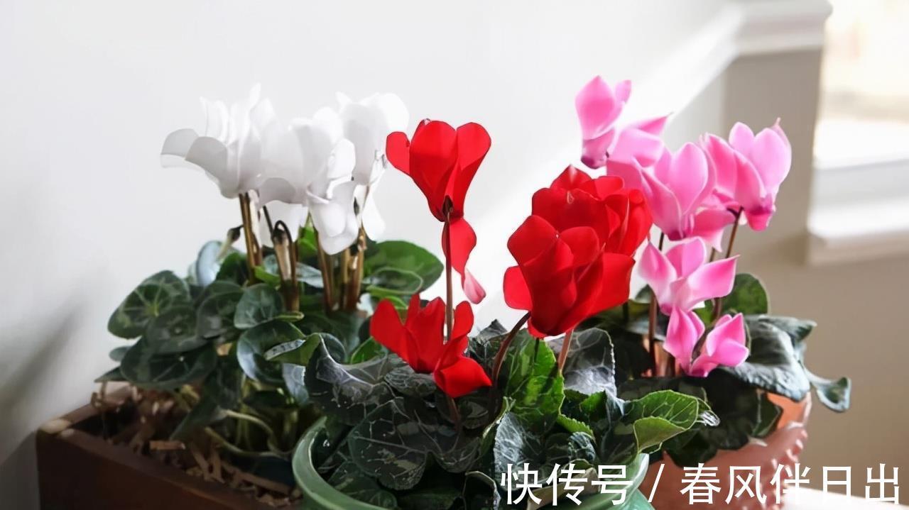 叶片|适合9月养的花，花大色艳，爱开花，很漂亮，关键很好养