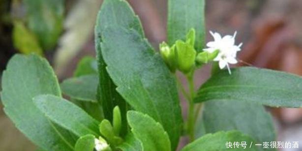 植物|农村一种“野草”,比白糖还甜50倍,却是天然“降糖药”,珍贵