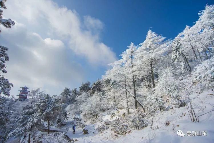 泰山银装素裹后石坞，雪松玉树赛仙境！