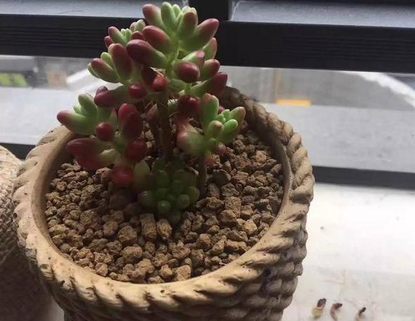 气根|多肉虹之玉长气生根,该如何对症解决学着这么办好减少伤亡