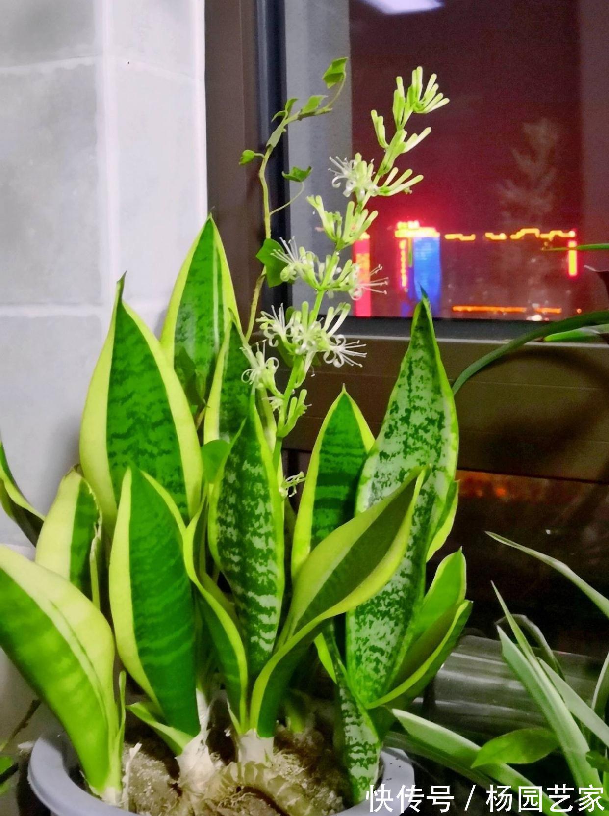 可以养卫生间的3种花,叶油绿花漂亮,吸湿气去异味,长势好