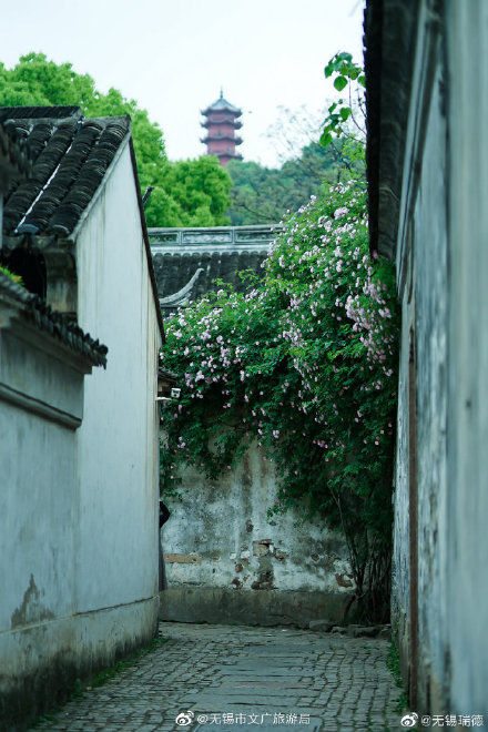 无锡惠山古镇中蔷薇花开