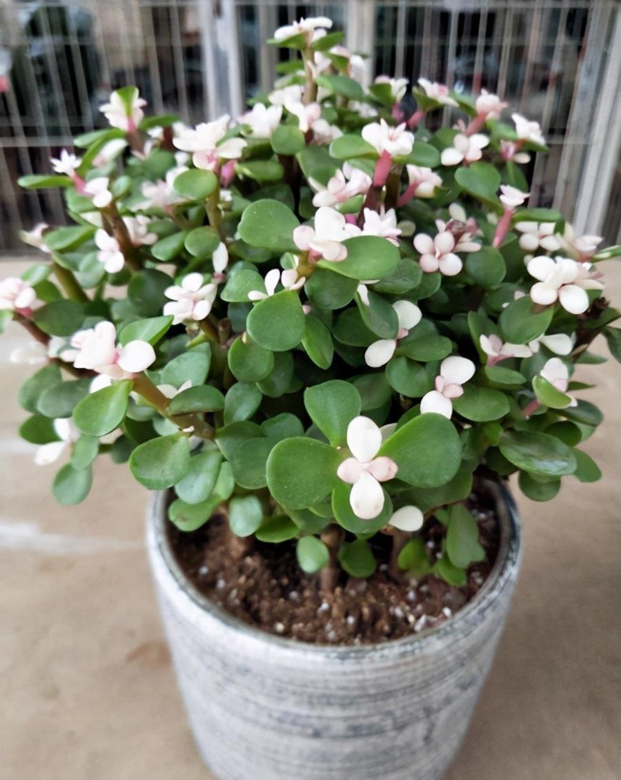 什么花就用什么花盆，选对了花盆，养啥花都能长得好