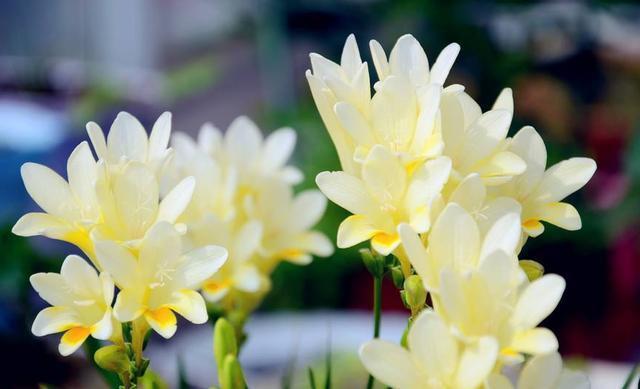 家里养这种“浪漫花”，开花好看名字好听，养一株就赚了