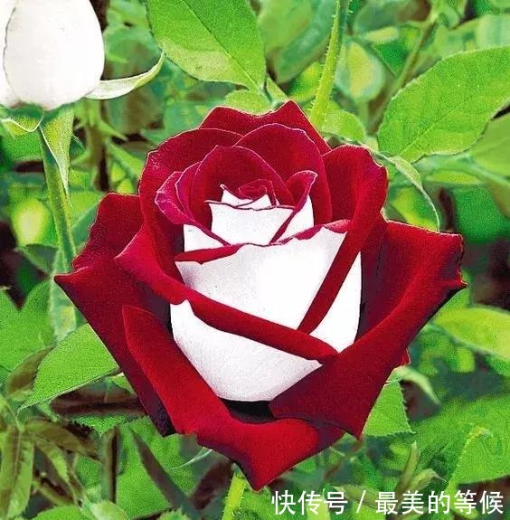 奇花、奇花、奇花、罕见奇花,赶快打开欣赏吧