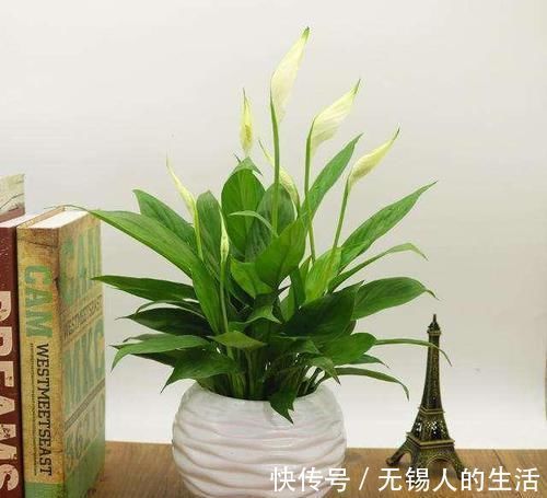 植物|养花的时候加点这种水，花卉们跟喝了药一样，长疯了！