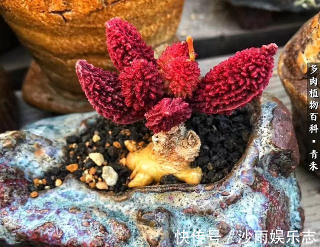 秋姑娘|秋天来了,你的多肉们做好季节交替的准备了吗