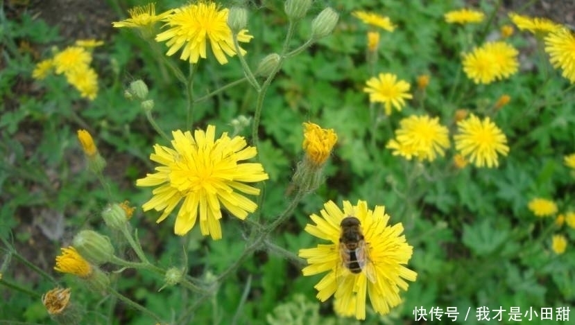 農(nóng)村|農(nóng)村里的這種野菜具有清熱解毒、瀉火平肝的功效,你都吃過嗎?