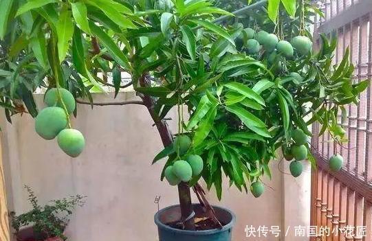 盆栽|单纯养花有点枯燥怎么办?不如盆栽种植水果,既好看又有趣