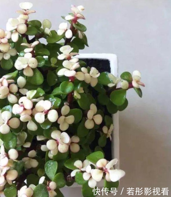 大众号|金枝玉叶盆景的造型以及修剪方法,全部教给你!