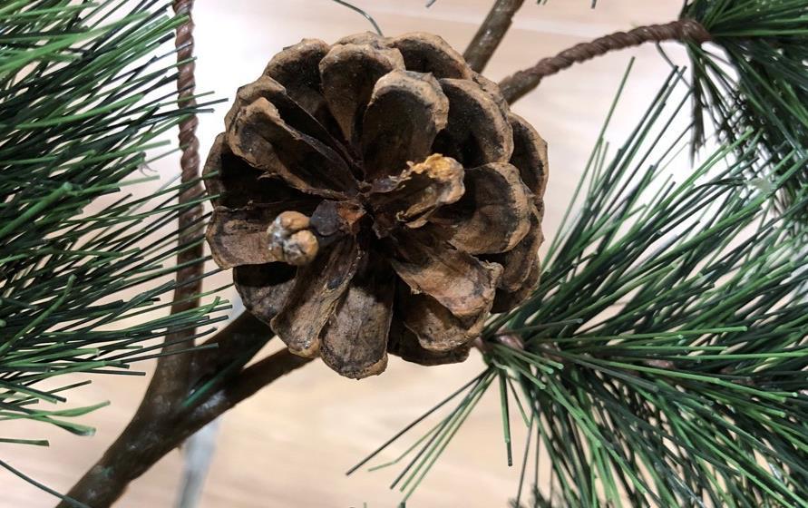 花盆|松树三宝:松果壳、松针、松树皮,拿来养花,各有妙用