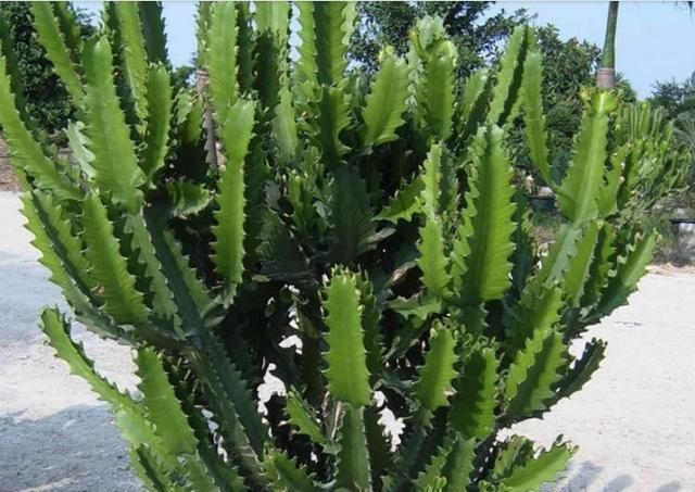 客厅4种“耐旱”花，30天不浇水，反而爆盆，枝粗叶绿适合懒人