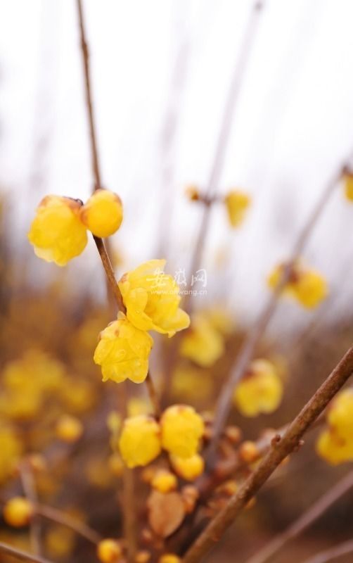 腊梅|合肥植物园腊梅花开