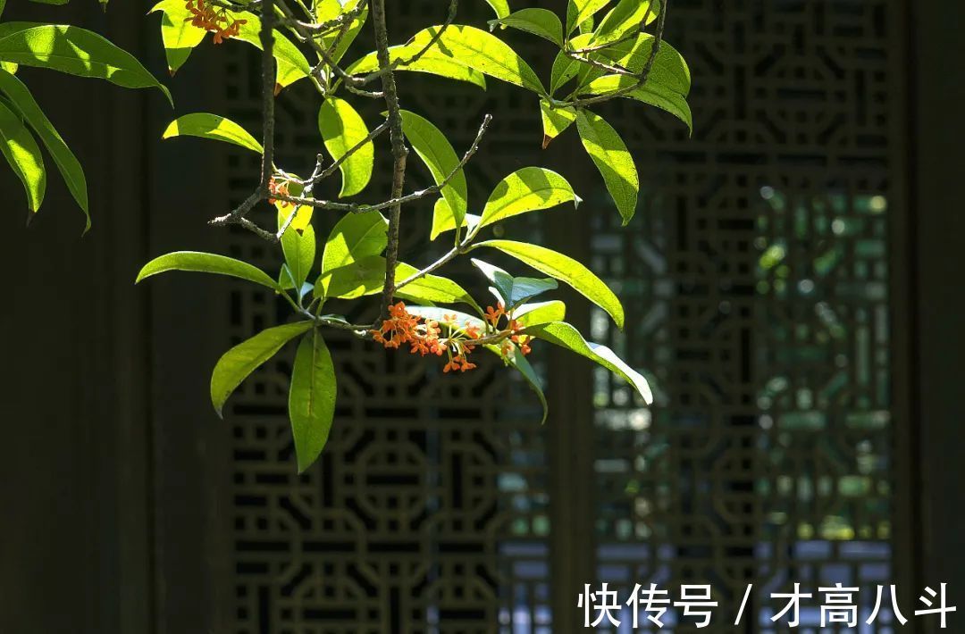 桂花@空山寻桂树,折香思故人!