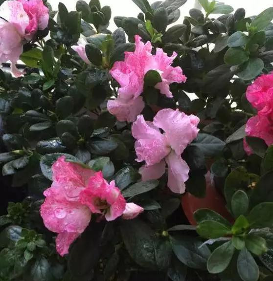 养花技巧养了3年的花突然枯死，套个塑料袋，竟然救活了