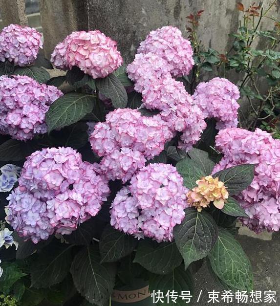 盆栽绣球花、茉莉花，植株开花少去厨房找它制肥料轻松搞定