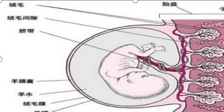 胎盘|生娃后胎盘该如何处理?“埋”还是“吃”?医生:不要盲目处理