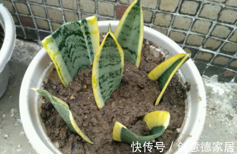 盆栽|秋季养殖虎皮兰，室内盆栽该注意哪些？牢记3点不吃亏