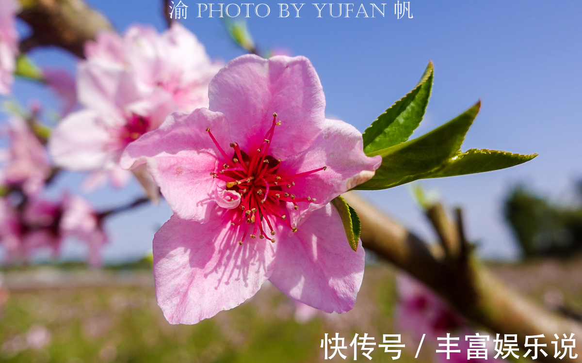 桃子|潼南赏花地图郭坡村的桃花开了，工作人员却说桃子熟了来随便吃