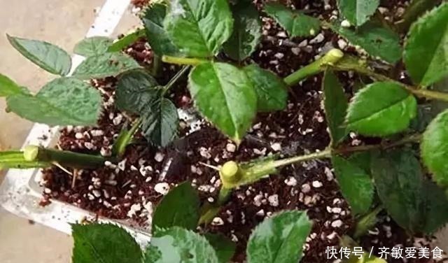 枝条|生根剂不用买,用家家都有的“小东西”,2分钟就能制出来