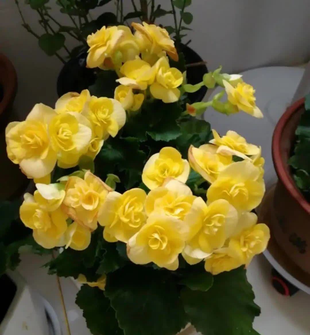 蝴蝶兰开花不是一次性,花后剪一剪,还能继续开花