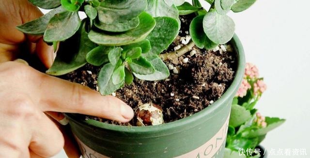 盆栽长寿花,该做哪些准备迎接夏季3点做到位,花期又长一些