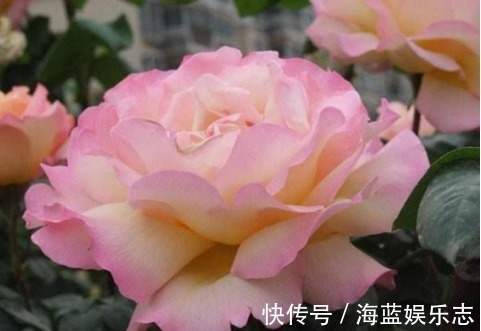 不会养花就买3种“便宜花”,几块钱1盆,年年开花不断,超漂亮