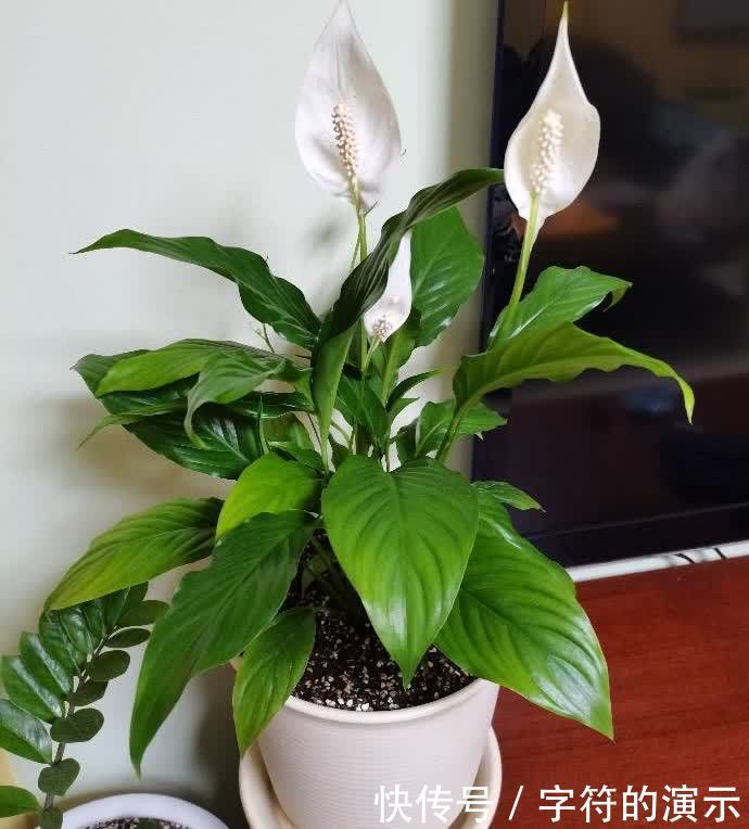 花朵|可养室内的3种花,叶色翠绿花朵高雅,阳光不足也能生长