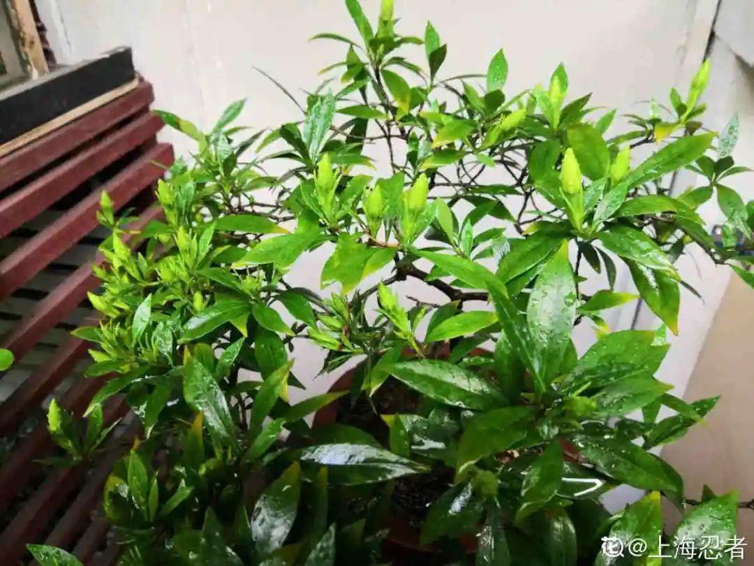 营养液|马上进入花期的花,10天一次肥,下个月就开花