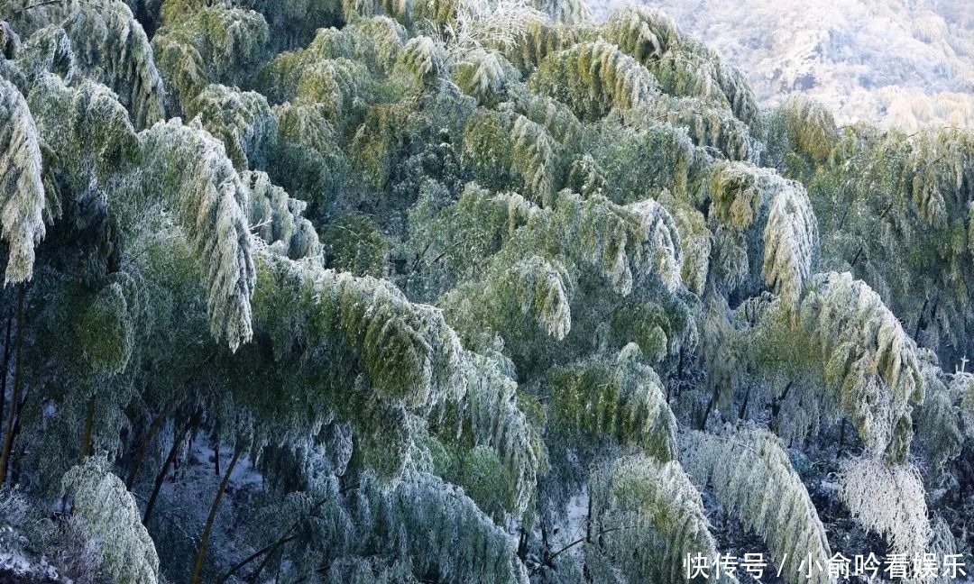 雪景|遂昌大美雪景图！让你一次看个够