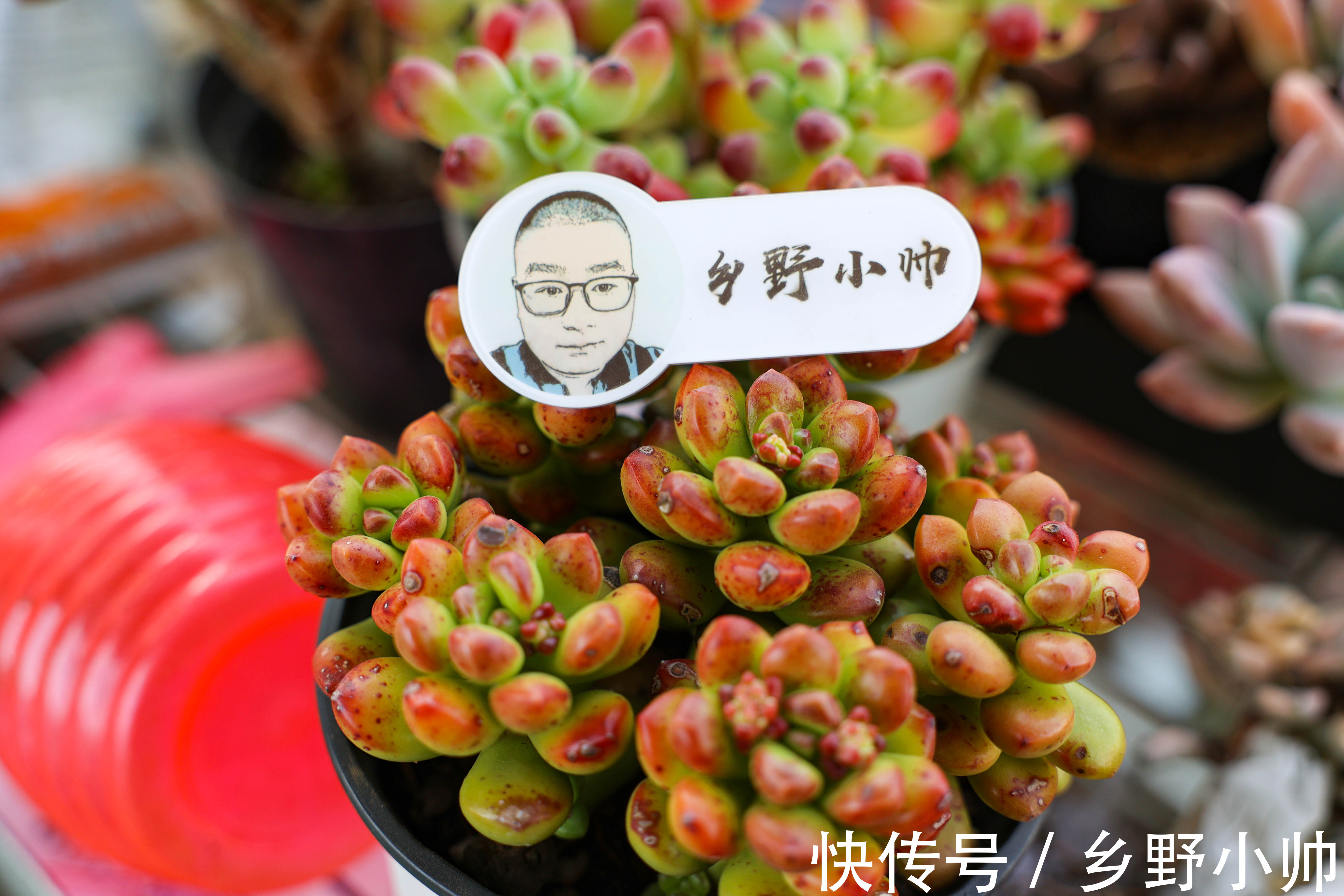 蓝龙多肉是吉娃娃和乌木的杂交?学会正确养护方法,四季都很美