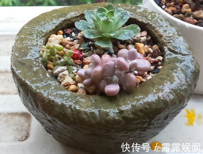 花盆别乱用,用对了花儿蹭蹭长,用错了花死得快!