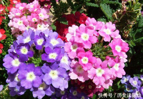 推荐10款小草花,专为阳台而生,花色艳丽,值得拥有!