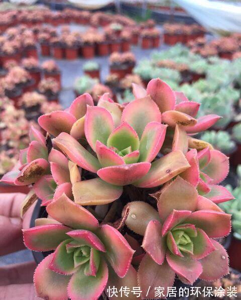 白牡丹|这三种多肉是多肉中的小强，一生只用买一次，出了状态照样美