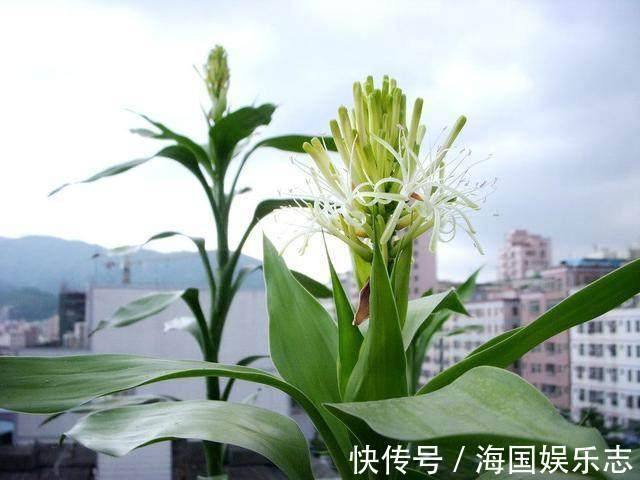 富贵|富贵竹不开花老花匠使“绝招”,花开“富贵”,长成“小树林”