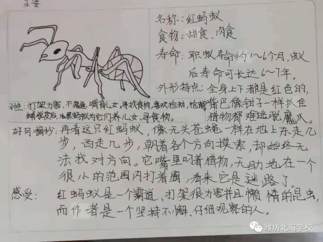 生命的礼赞——北海学校小学部举行整本书《昆虫记》阅读教研活动