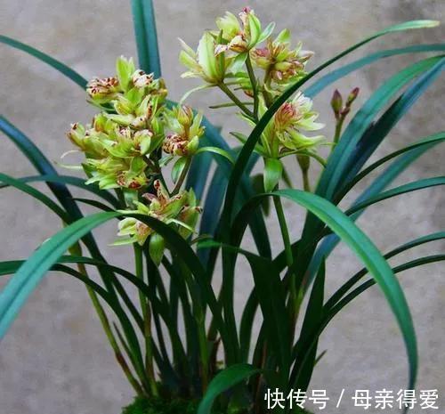 建兰花为何最受青睐，什么季节栽培最合适，养护要注意什么