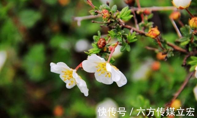 杜鹃花|青海夏季的山坡是这么的美丽，杜鹃花是最好的花