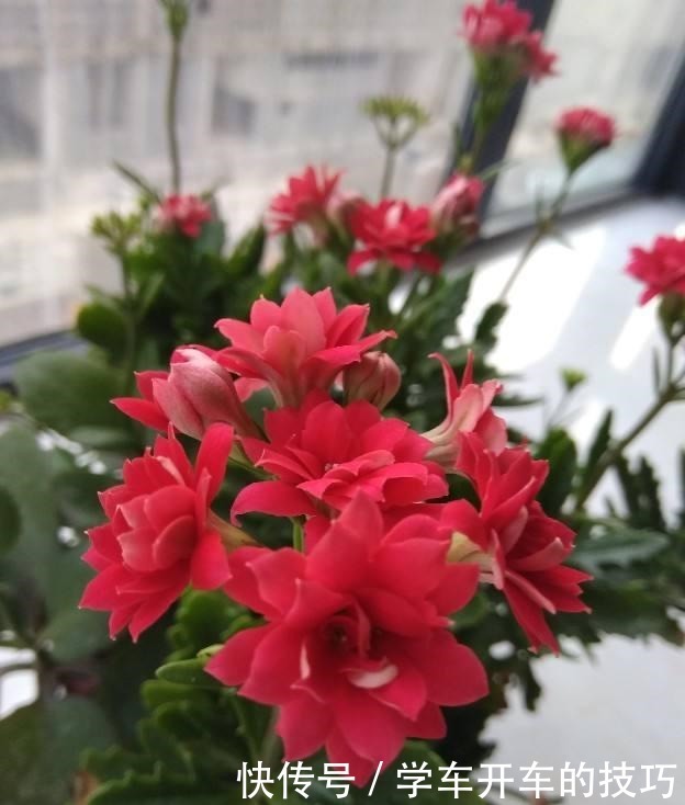 2种花，最适合懒人种，北阳台也能开爆盆！