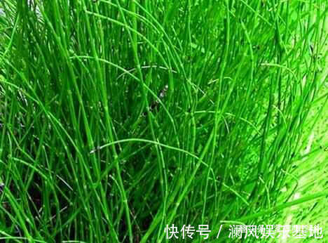 农村|3种农村常见的野草,用来泡脚价值高,方便又实用,关键还不花钱