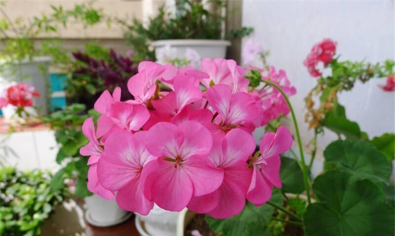 天冷就养此几种花，越冷越爱开花，寓意超好的