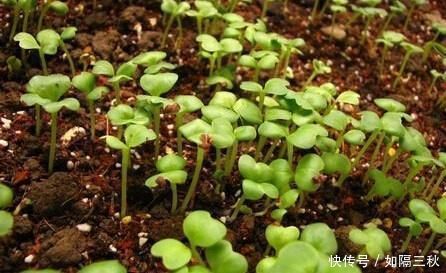 养花“不买”营养土,回家找“4种料”掺一掺,养啥花都旺爆盆