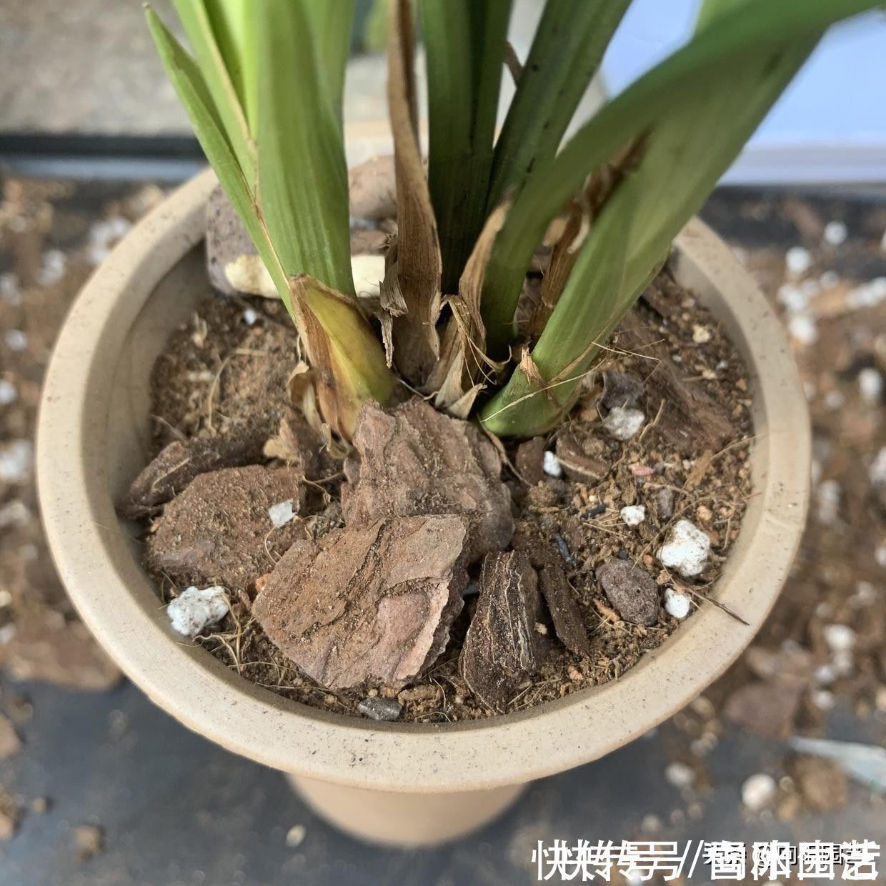 植料|种兰花，植料不用买，公园里捡一些松树皮，养兰花促进开花