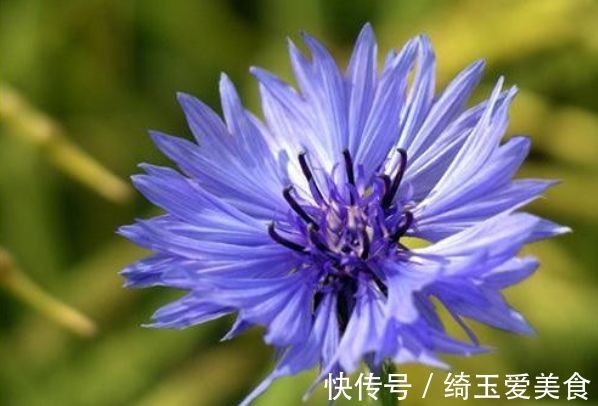 四季海棠|家有庭院就养5种花,夏天开正旺,花期长花朵多,一盆开出200朵花