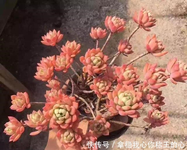 大明星|5种多肉名字太洋气,听起来就像大明星,养在家里“倍儿有面”!