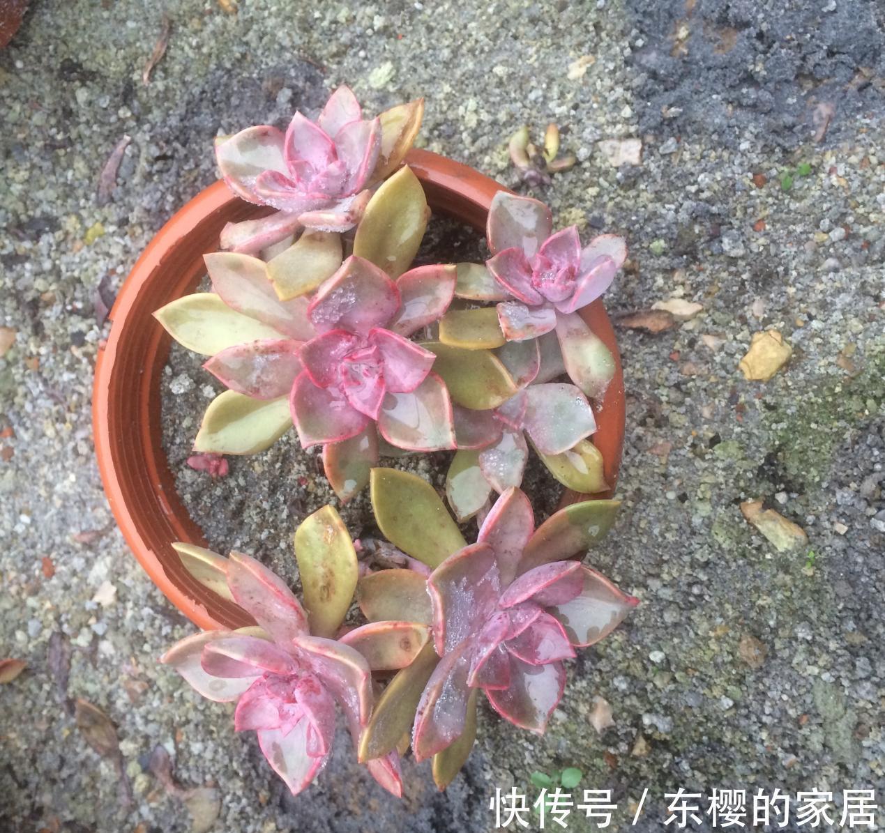 花盆|养景天多肉初恋，有4方面出问题不能忽略，不然一盆都留不住