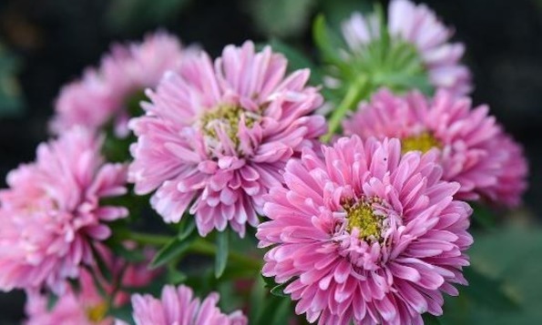 菊花这样养护，株型好看，开花数量多，还能净化空气，可多养几盆