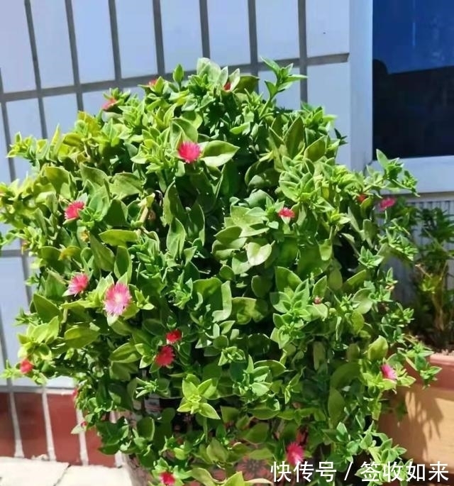 发黄|20种花卉的20个常见问题,养花人必看